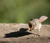 Northern Cardinal 4855